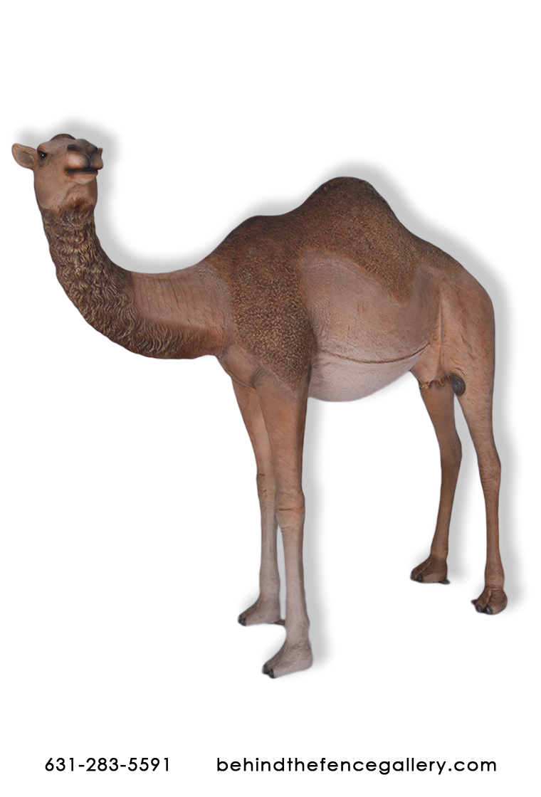 Female Dromedary Camel Statue Female Dromedary Camel Statue