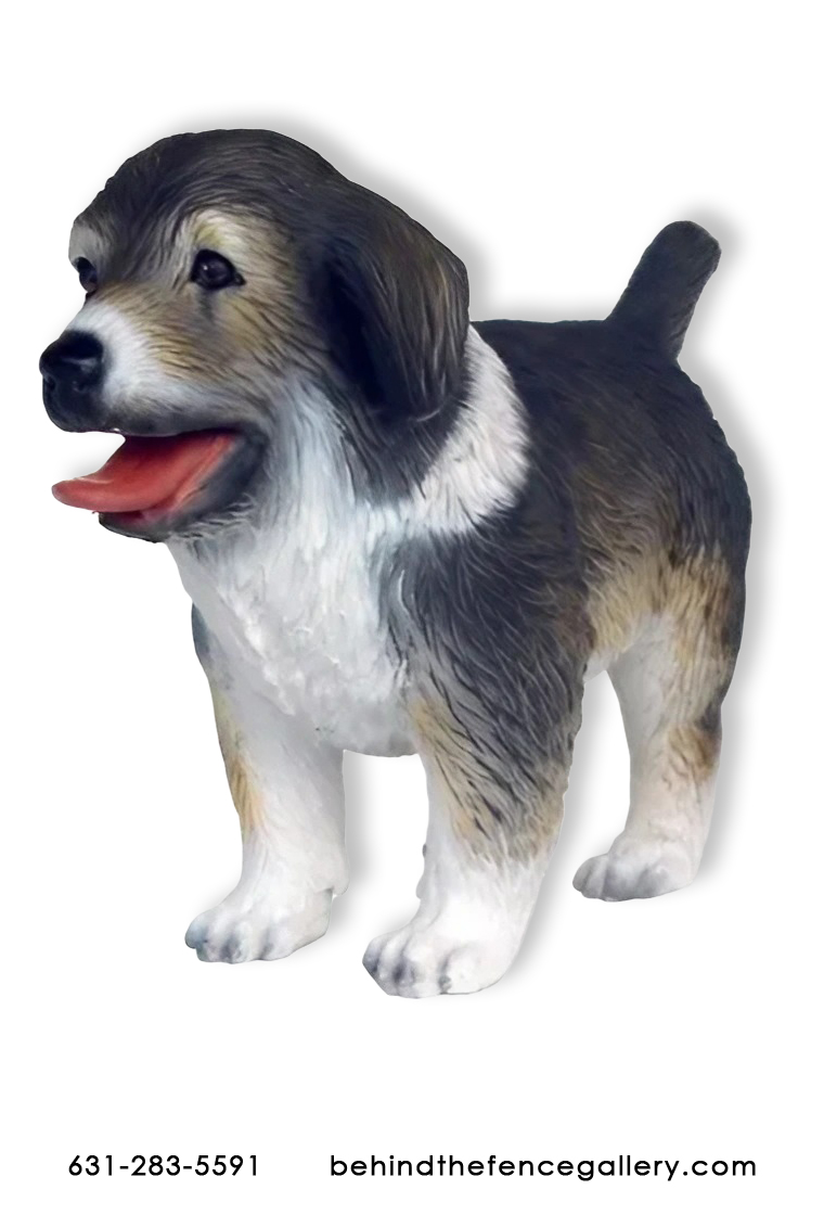 Australian Shepherd Puppy - Black Australian Shepherd Puppy - Black