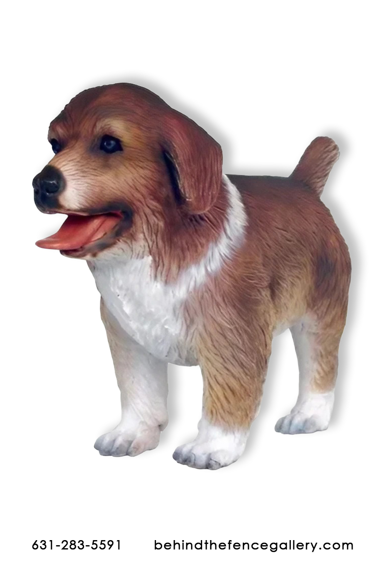 Australian Shepherd Puppy - Brown Australian Shepherd Puppy - Brown