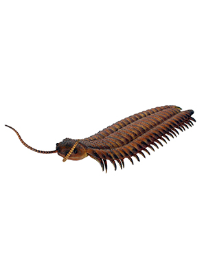 Arthropleura Arthropleura