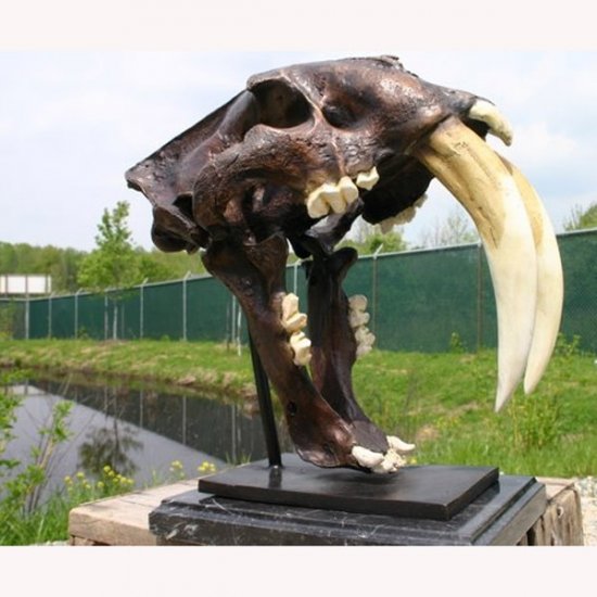 Bronze Saber-Toothed Tiger Skull Bronze Saber-Toothed Tiger Skull