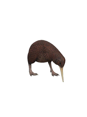 Kiwi Head Down