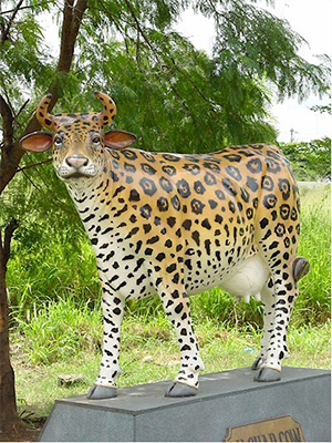 Cheetah Cow (with or without Horns) Cheetah Cow (with or without Horns)