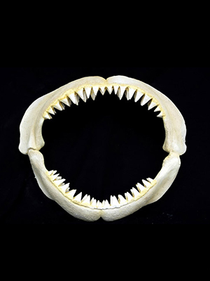 Great White Shark Jaws ( Small ) Great White Shark Jaws ( Small )