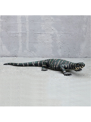 Lizard Lace Monitor Lizard Lace Monitor