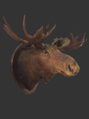 Moose Head Mounted Moose Head Mounted