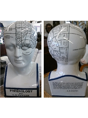Phrenology Head Statue - Large Phrenology Head Statue - Large