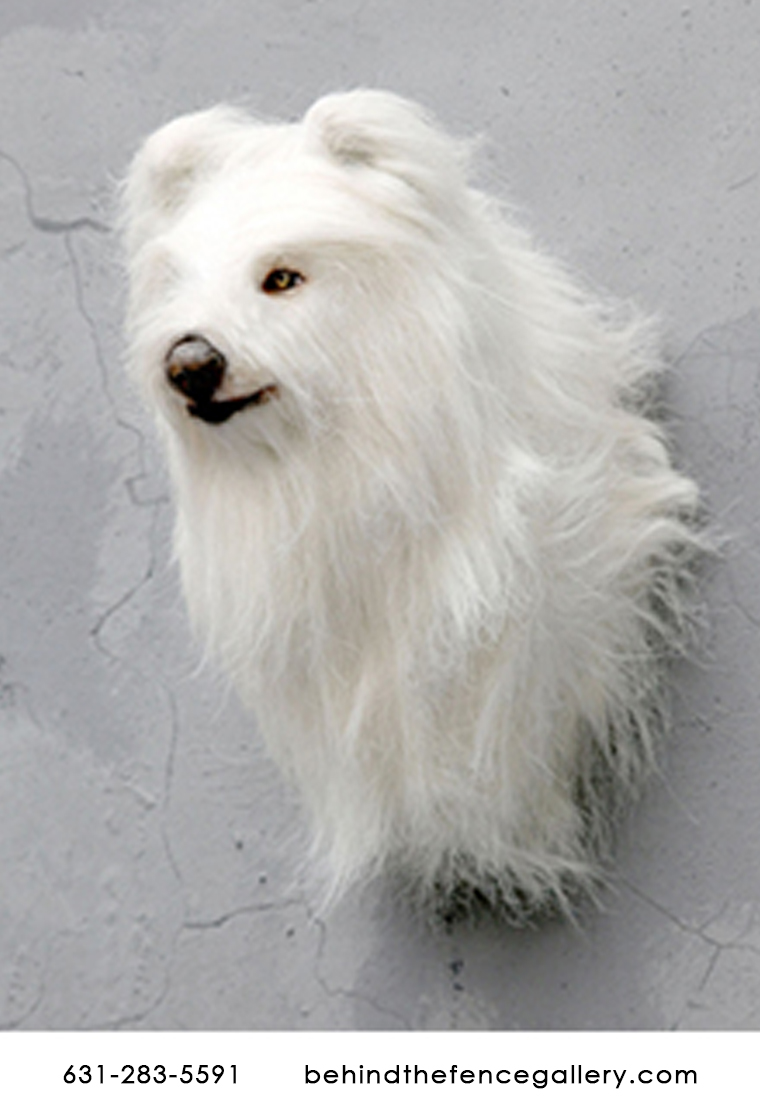 Head Shetland Sheepdog Head Shetland Sheepdog