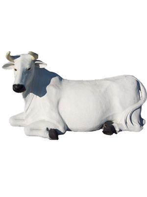 Cow Laying Down - White (with or without Horns) Cow Laying Down - White (with or without Horns)