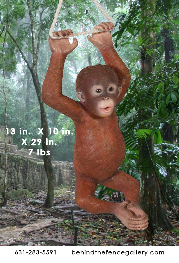 Hanging Baby Orangutan Hanging Baby Orangutan