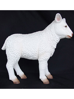 Small Baby Lamb Small Baby Lamb