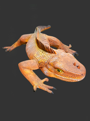 Orange Iguana Statue 3.5FT Orange Iguana Statue 3.5FT