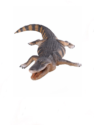 Reptiles  Reptiles
