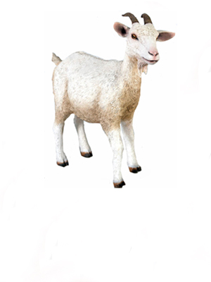 Farm Animals  Farm Animals