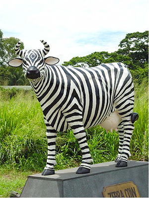 Zebra Cow (with or without Horns) Zebra Cow (with or without Horns)
